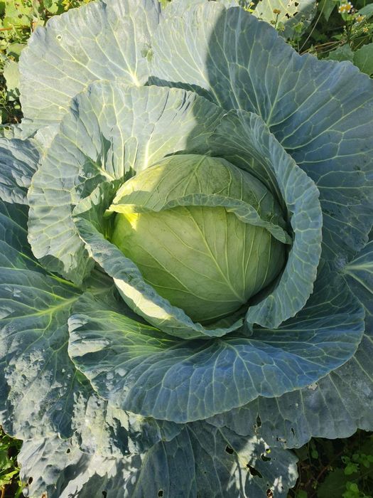 Зеле марлу 50 ст