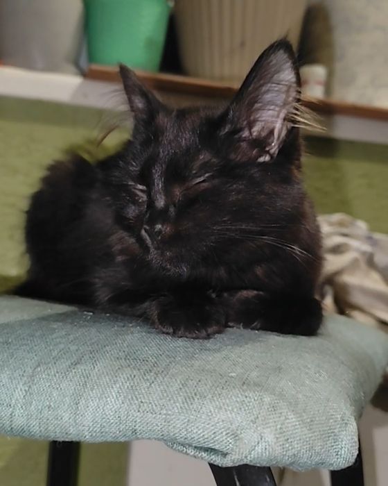 Котенок девочка Нори