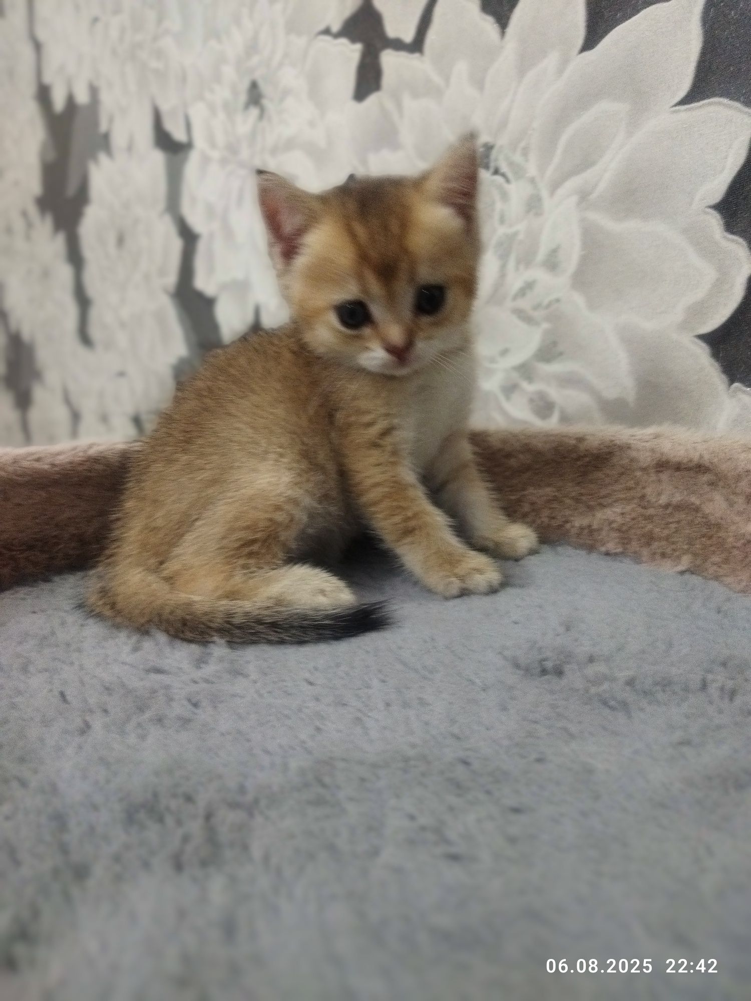 Продается котенок мальчик, золотая шиншилла