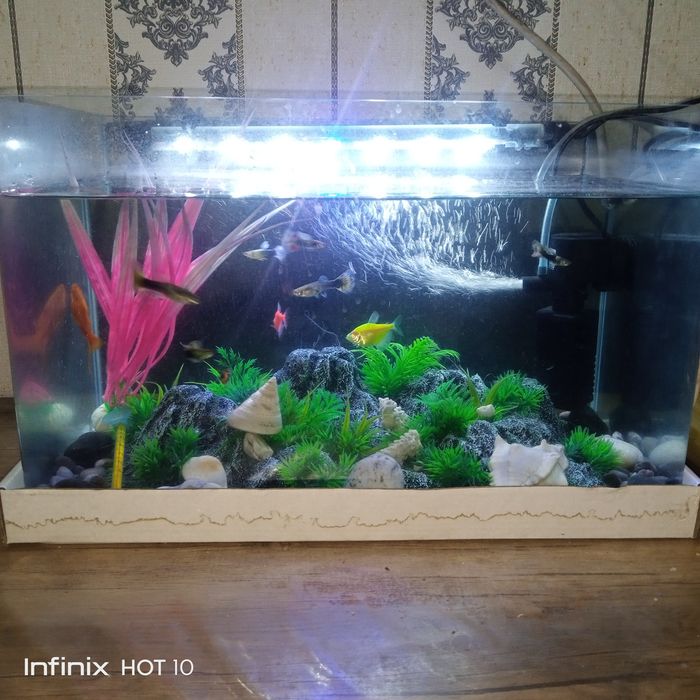 Akvariyum sotiladi 20 litrli yengi hitoyiki hamma narsasi bilan