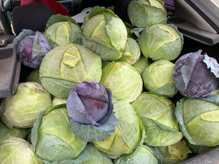 Varză de Buzău , foaie subțire , dulce