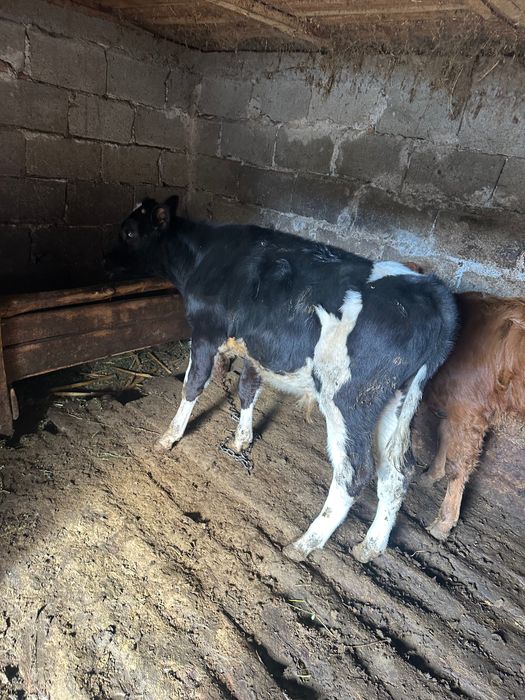 Vând vaca bălțata cu doi viței