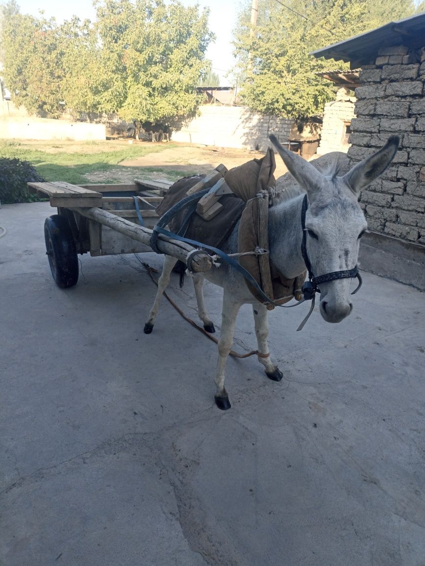 Eshak arava sotiladi Soglom kuchli erkak eshak sotiladi