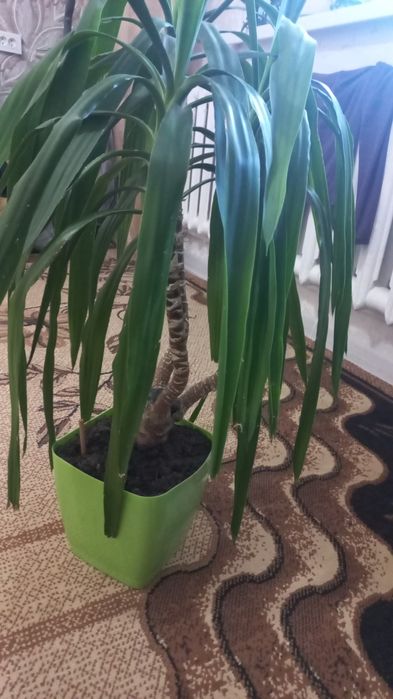 Цветы комнотные.