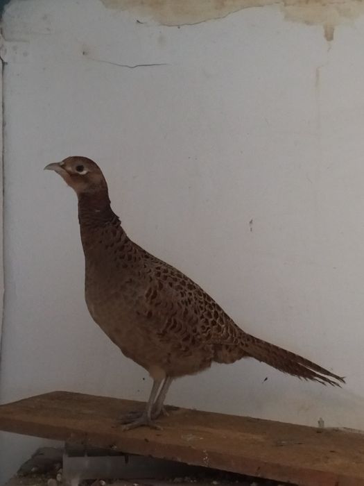 Masculi opal ochi albi și fazani