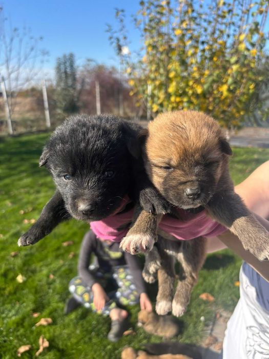 Ofer spre adoptie 7 catelusi super simpatici