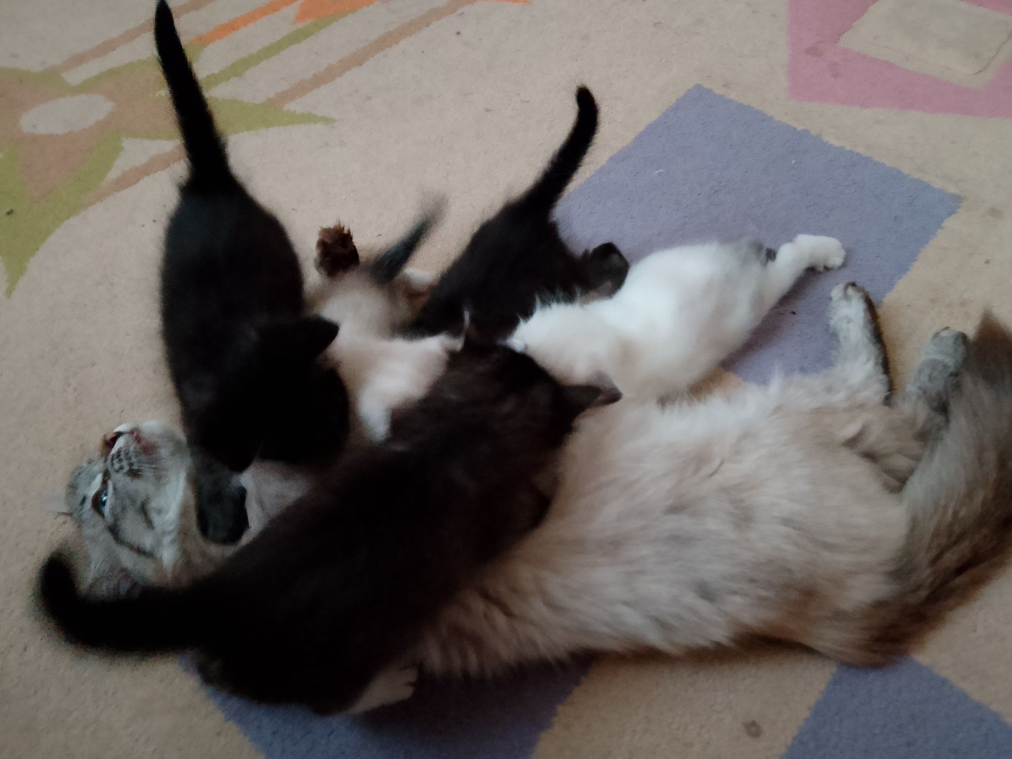 Отдам котят даром