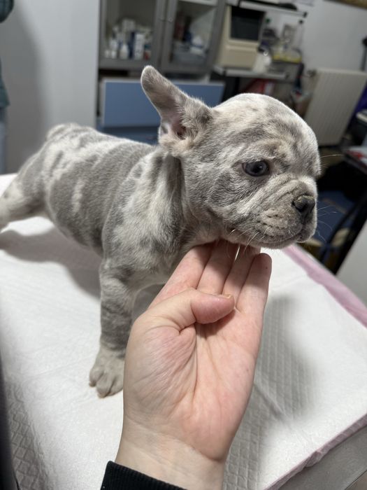Bulldog Francez Merle / French Bulldog