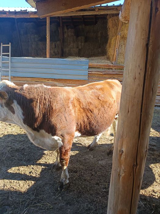 Продавам мъжки телета