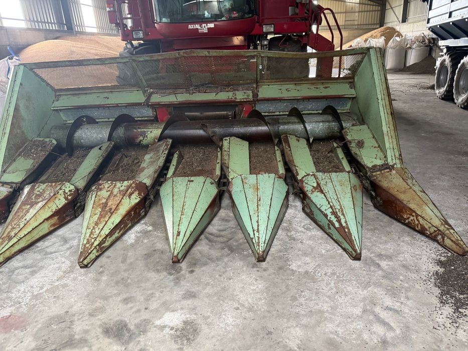 rips floarea soarelui