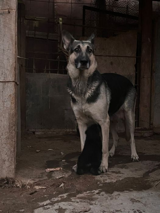 Күшік Европейский овчарка таза қанды