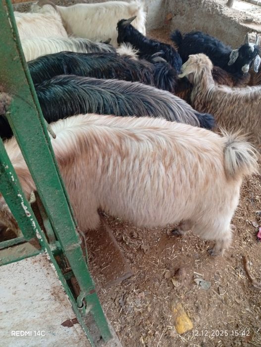 Бугоз экиззой эчкилар тезда сотилади хаммаси зур чиройли сифатли йош !