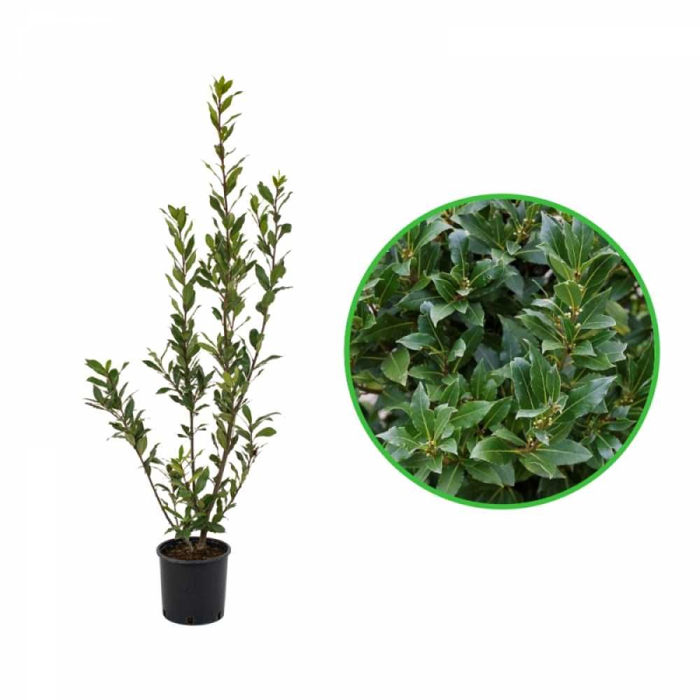 Dafin Comestibil Prunus Laurus Nobilis, ghiveci 5 L, h 100-120 cm