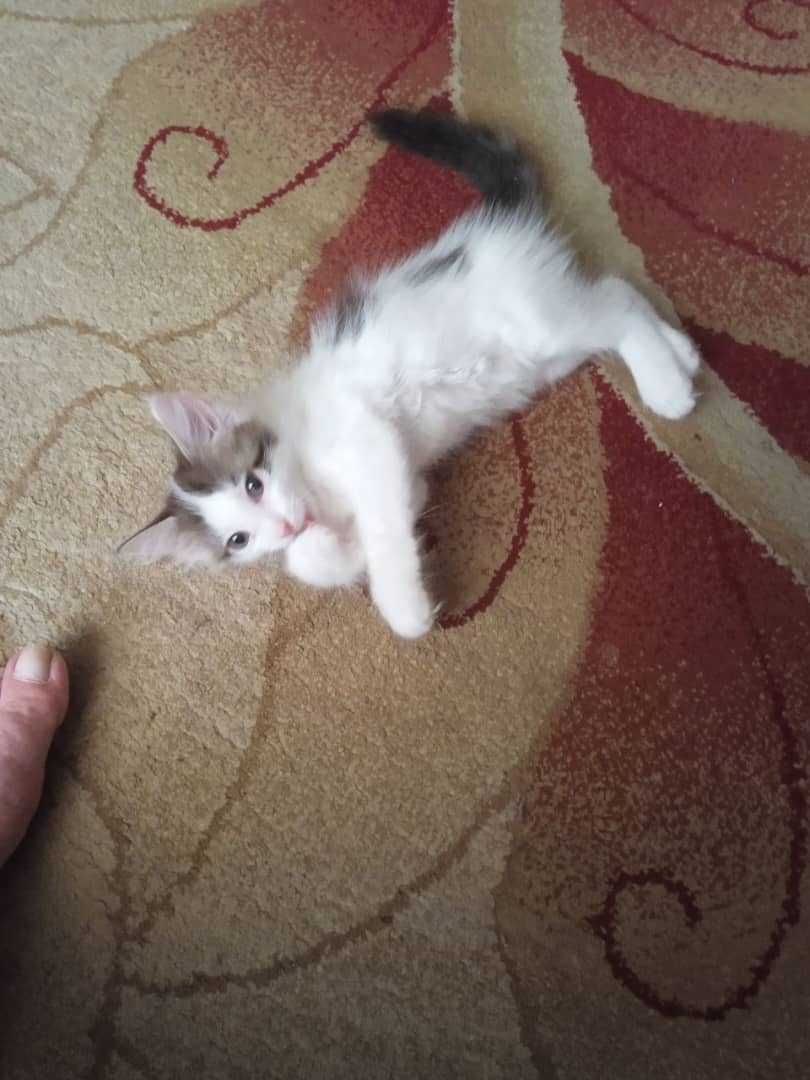 Котята бесплатно