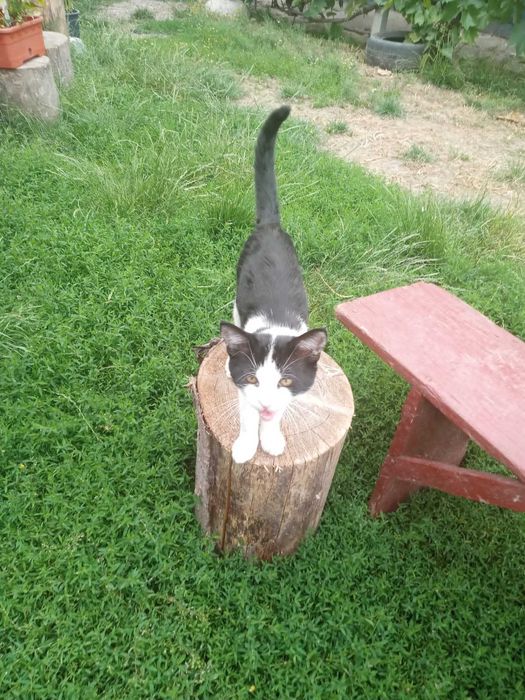 Pisici pentru adoptie