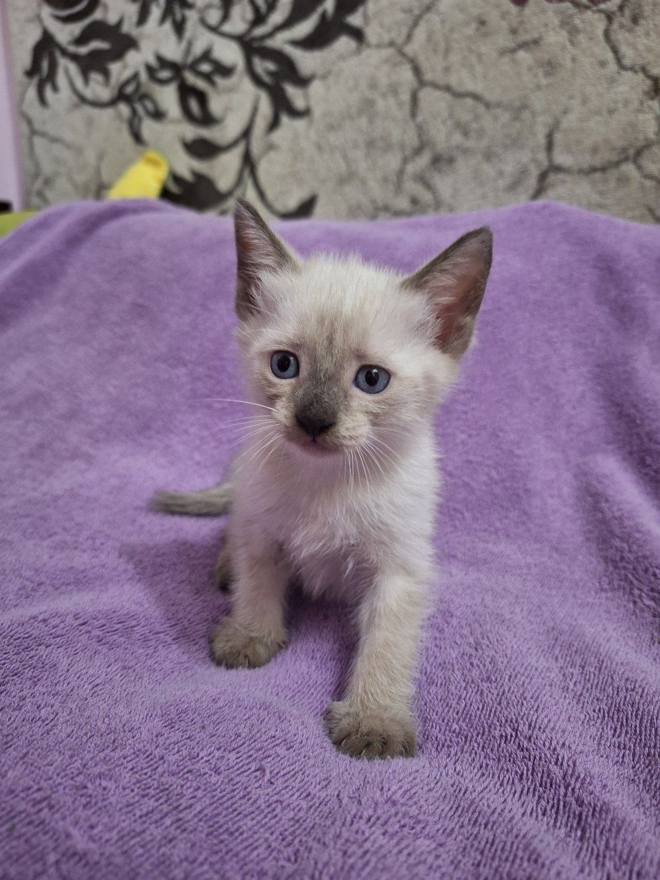Продаётся котёнок