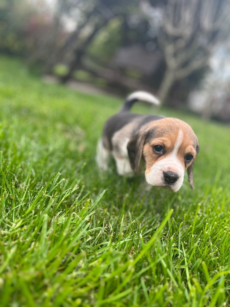 De vanzare Beagle tricolor părinții cu pedigrii