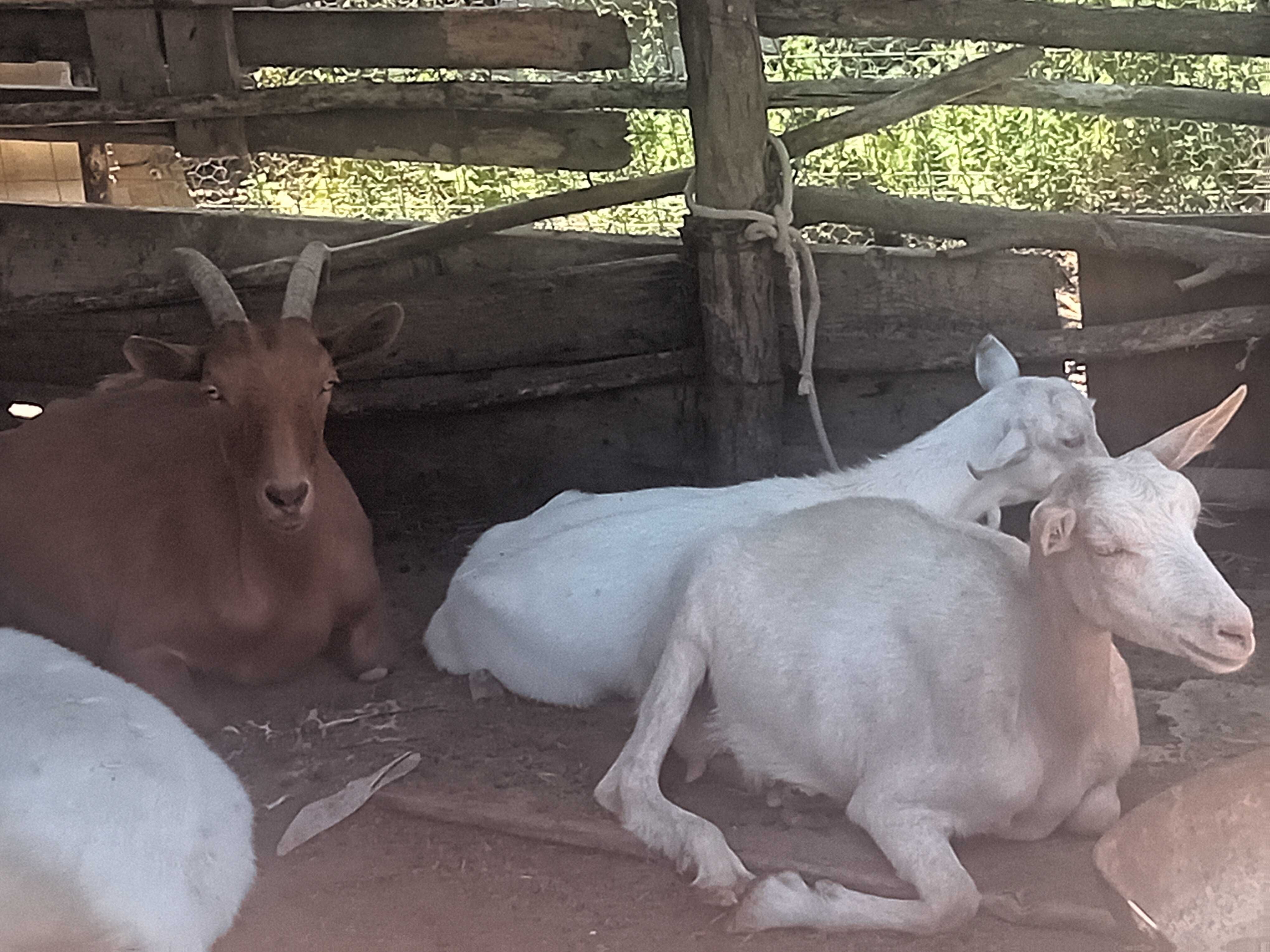 Capre bune de lapte