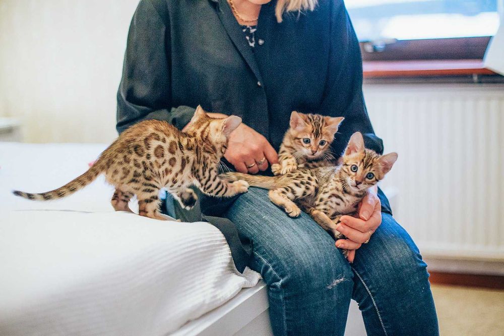 Бенгальские котята с родословной