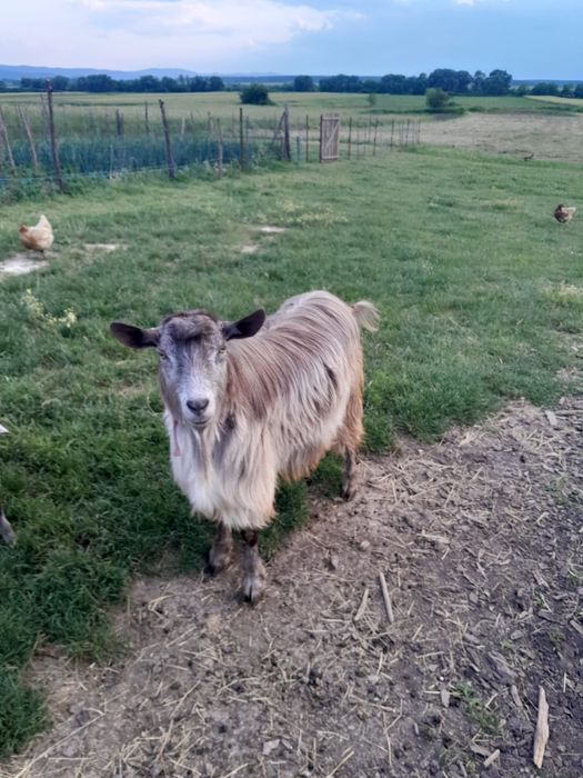 Tap de vânzare!!!  fac și  schimb cu o iada de anul asta