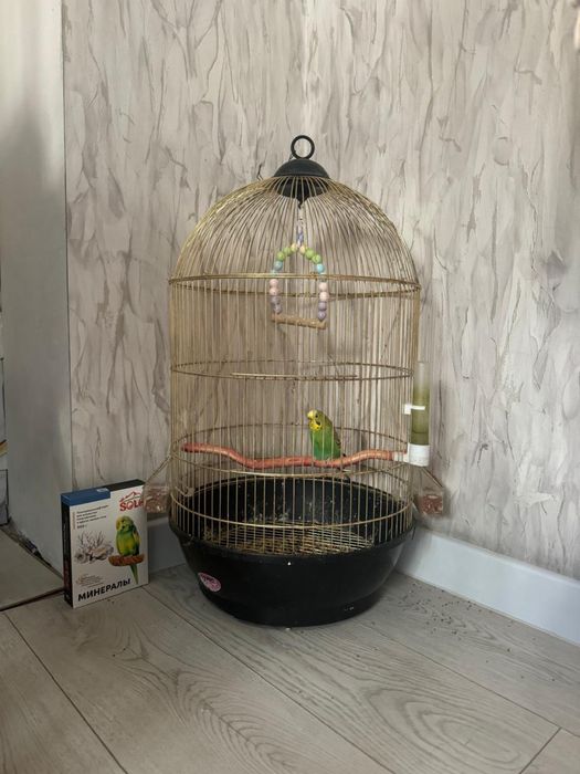 Продам папугай с сеткой