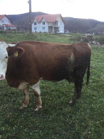 Vand vaca cu vitea baltata romaneasca