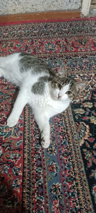 Мушук, кошка отдам даром