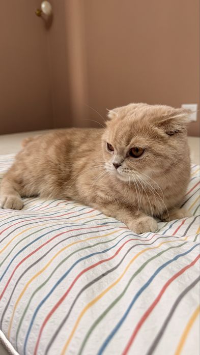 Шотландская вислоухая