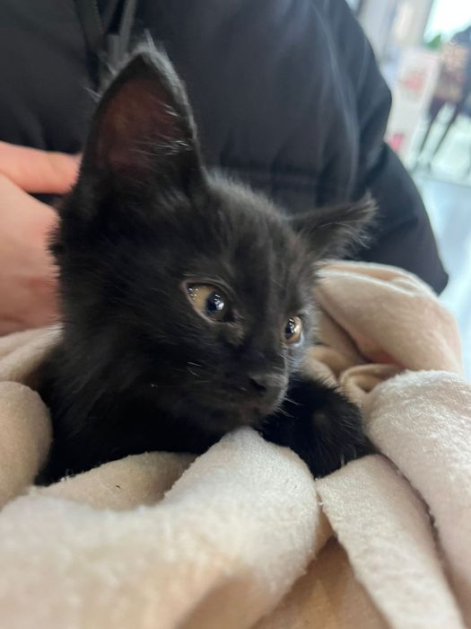 Ищем дом для котёнка