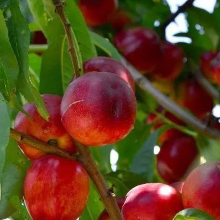 Pomi Fructiferi Glia Stramoseasca (Soiuri de Nectarin)