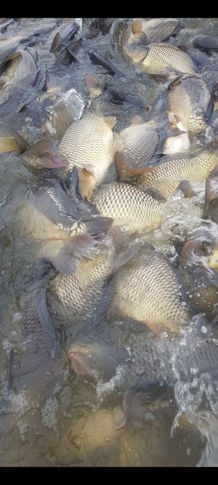 Риба Шаран за консумация