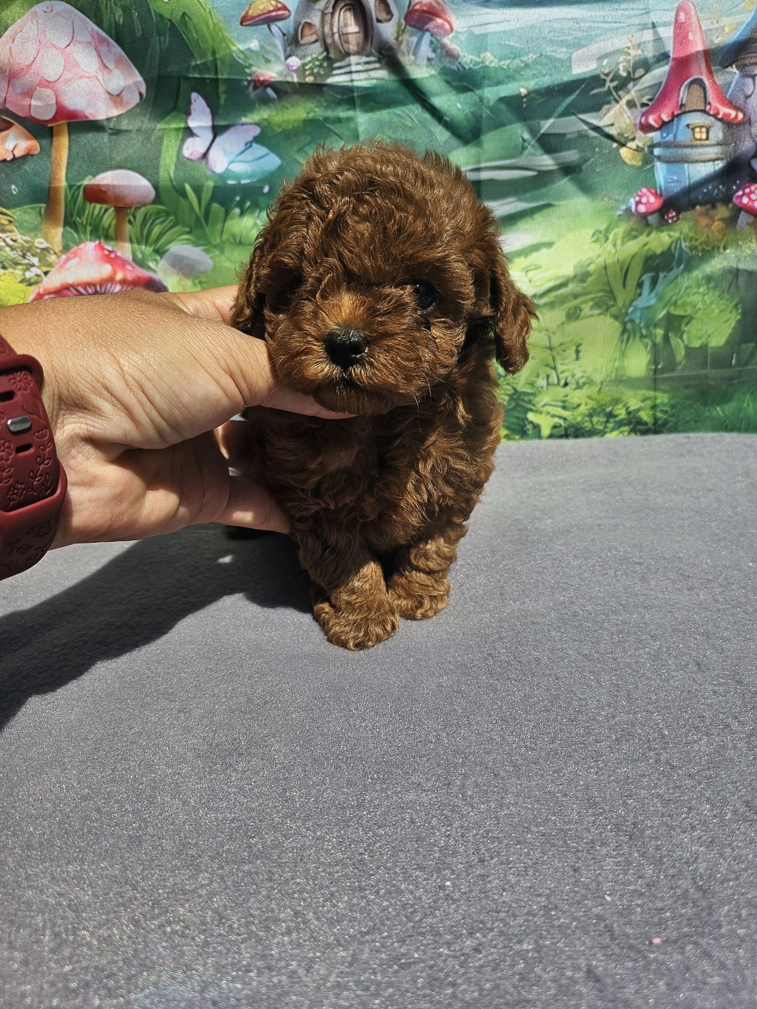 Резервирано!пудел момиче/Toy poodle/ с документ за произход
