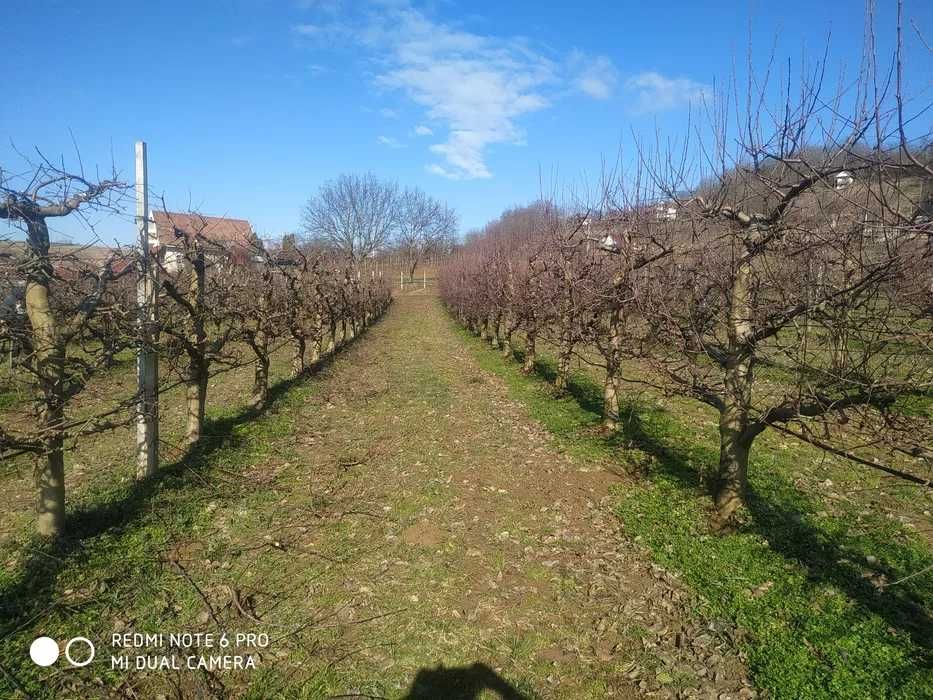 Tuns pomi, intretinere spatii verzi