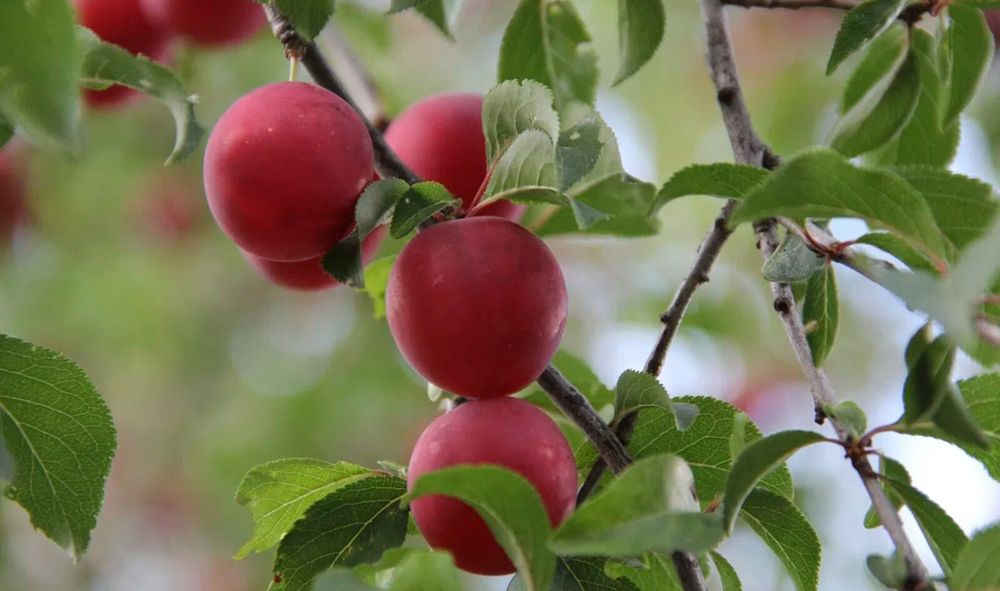 Pomi Fructiferi Pitici DWARF (MAR )