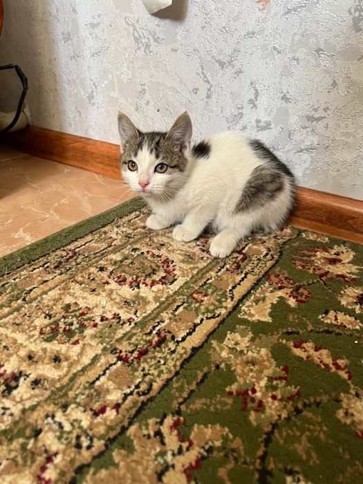 Котята в хорошые руки