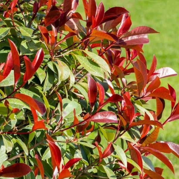 Fotinie (Photinia fraseri Red Robin) 40-60 cm