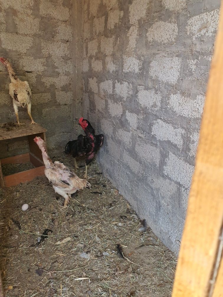 Shamo dakan jujalari 3 ta vashe derskisi bor