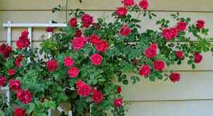 Продавам резници от 10 цвята рози катерливи общо за 10лв