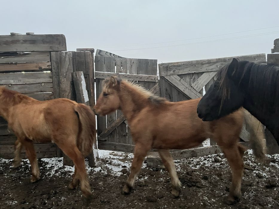 Продам жабагы ургашы