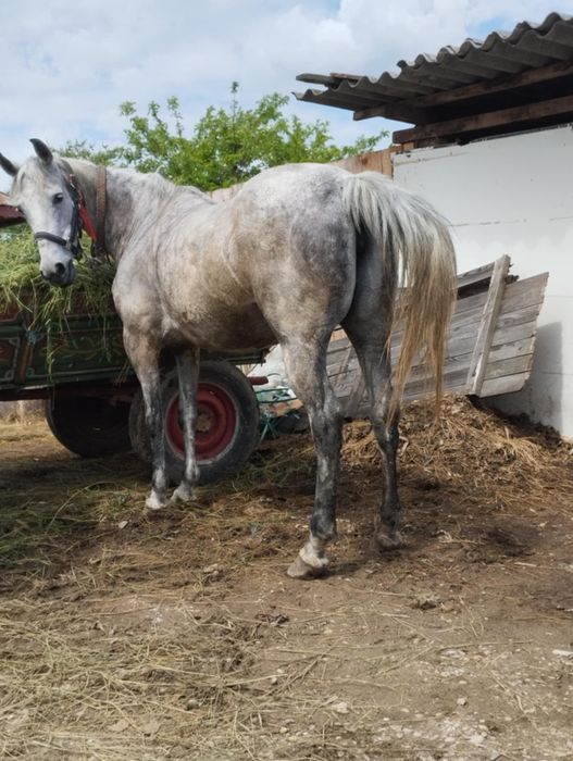Vând iapa sura de 4 ani cuminte orice proba cum vrea clientul