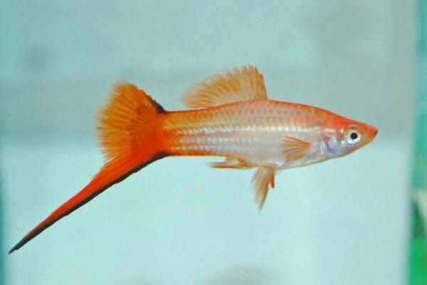 Продам  - меченосец розовая комета