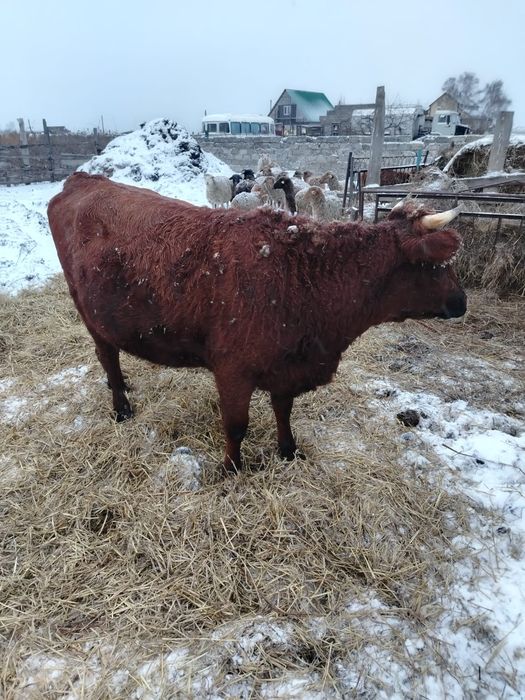 Продам телку с глубокой стельностью