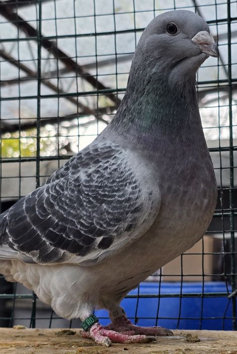 Pereche porumbei VRDF / Standard