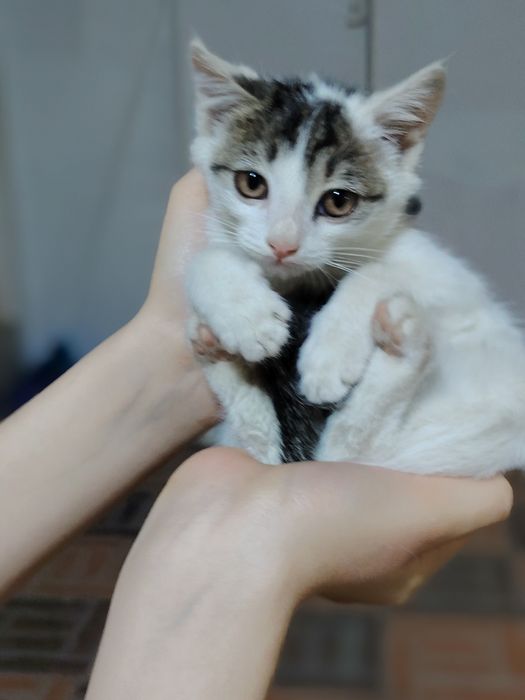 Котята. Хотим раздать перед наступлением холодов