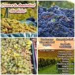 Struguri de vin livrez la domiciliul tau