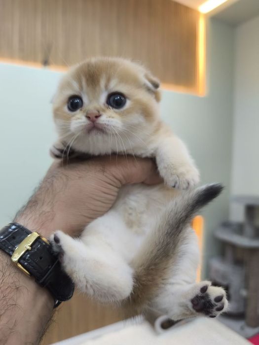 Шикарная девочка от привозных родителей