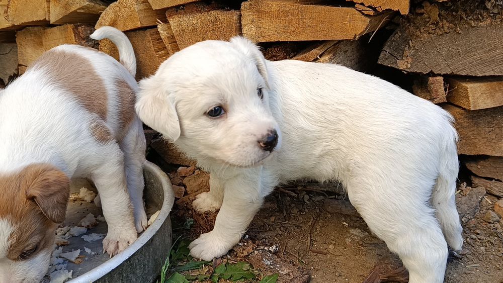 Pui de canine disponibili