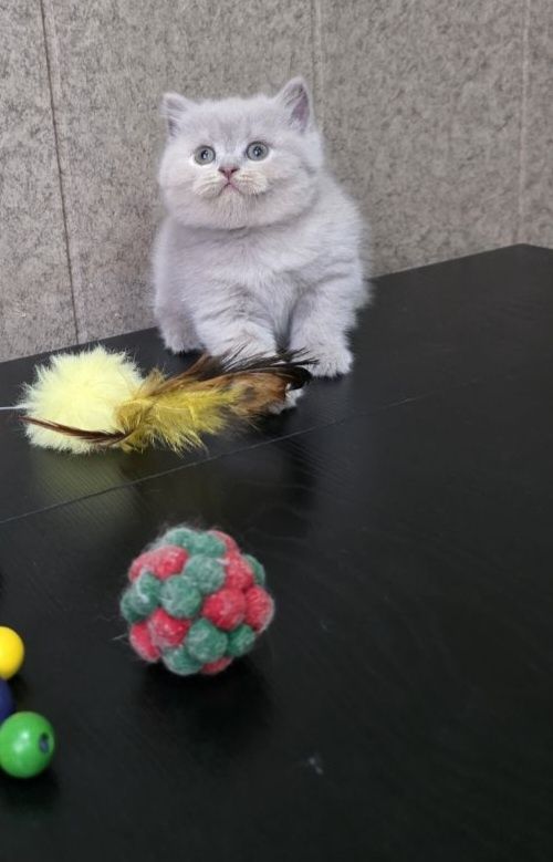 Лиловые крупные котятки