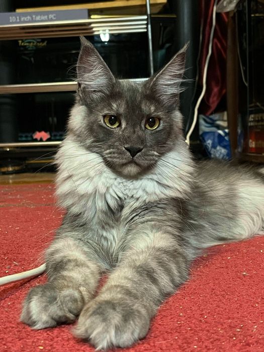 Maine Coon cu părinții campion