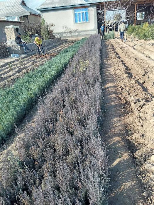 Можжевельник ва бошка турдаги кучатлари сотилади